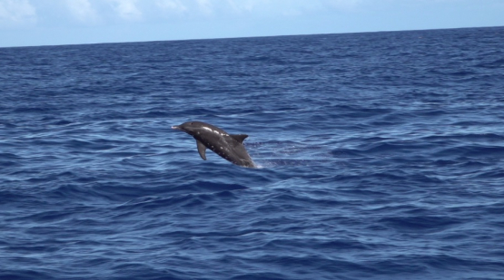 Rough-toothed dolphin jumping, Steno bredanensis, Moorea
