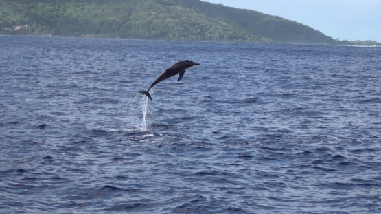 Rough-toothed dolphinjumping out of the surface, Steno bredanensis, Moorea, slow motion