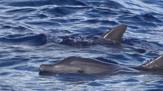 Rough-toothed dolphin breathing at the surface, Steno bredanensis, Moorea