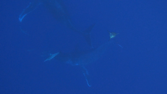 Humpback whales socializing in the depth, Moorea, 4K UHD