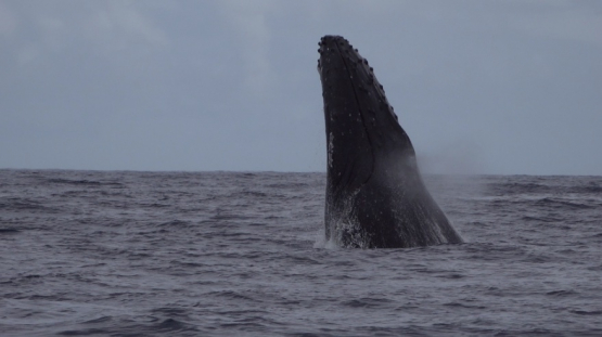 Humpback whales jumping out of the surface of the ocean, Moorea, slow motion