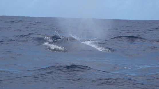 Humpback whales breathing at the surface, Moorea