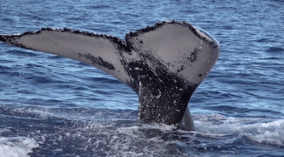 Humpback whale diving, showing the tail, Moorea