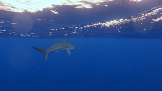 Scalloped hammerhead shark swimming near the surface, Moorea, 4K UHD