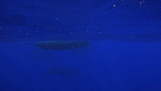 Group of Sperm whales swimming in the ocean, Moorea, 4K UHD