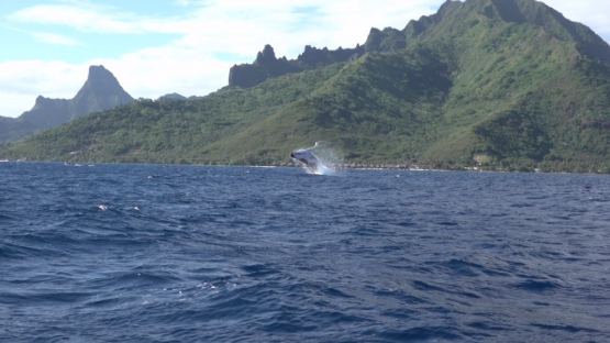 Humpback whales jumping out of the surface, Moorea