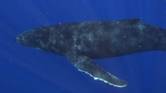 Humpback whales socializing, Moorea, 4K UHD