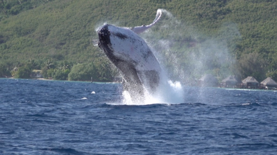 Humpback whales jumping out of the surface with big splash, Moorea, slow motion