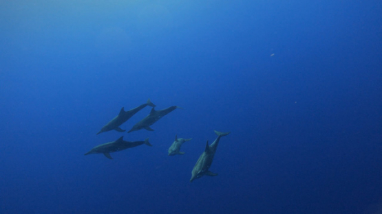 Group of Rough-toothed dolphin swimming in the ocean, Moorea, UHD 4K