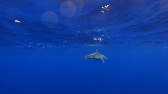 Rough-toothed dolphin swimming in the ocean, Moorea, UHD 4K