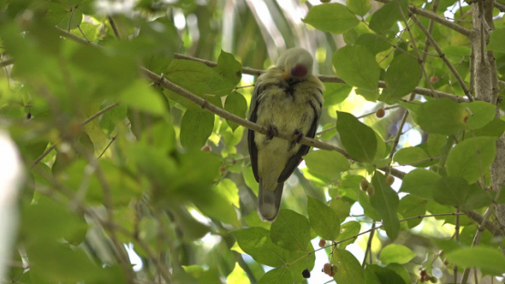 Makatea fruit dove, Ptilinopus chalcurus, on a branch, 4K UHD