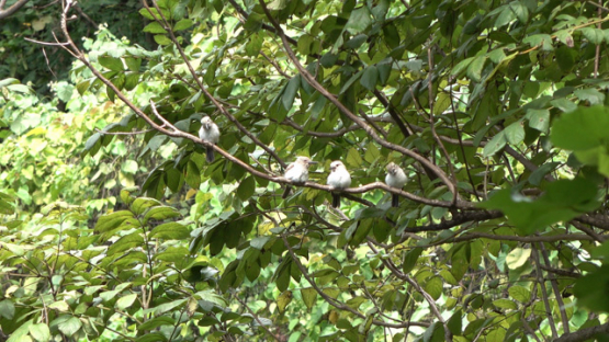 Family of Moorea Kingfishers staying on a branch, endemic bird, French Polynesia, 4K UHD