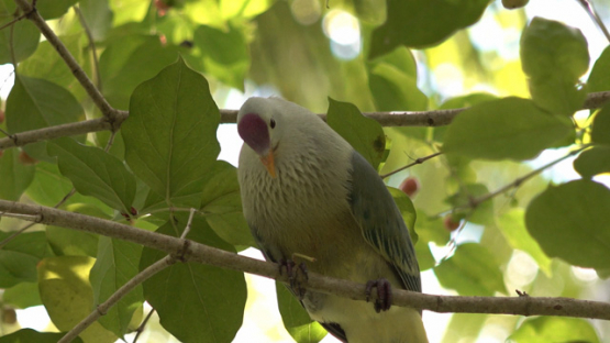 Makatea fruit dove, Ptilinopus chalcurus, in the tree, 4K UHD