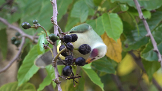 Makatea fruit dove, Ptilinopus chalcurus, eating berries, 4K UHD