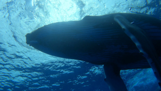 Humpback whales staying near the surface above the camera, Moorea, 4K UHD