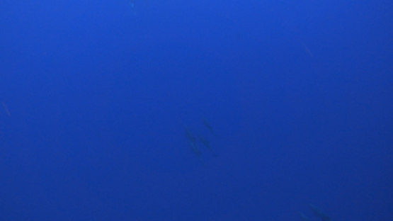 Group of Melon-headed whale swimming in the deep blue, Peponocephala electra, Moorea