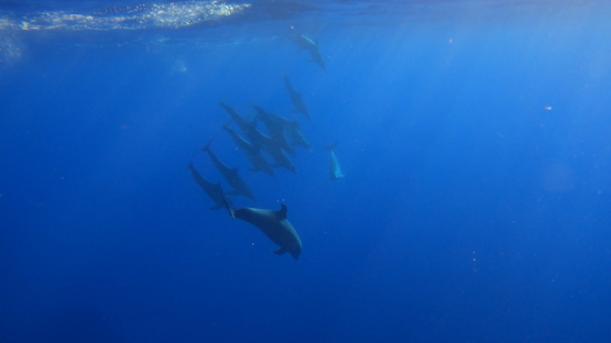 Common bottle nose dolphin swimming in the ocean with a large group of  Rough-toothed dolphin, Moorea