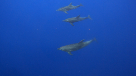 Common bottle nose dolphin swimming in the ocean with a group of  Rough-toothed dolphin, Moorea