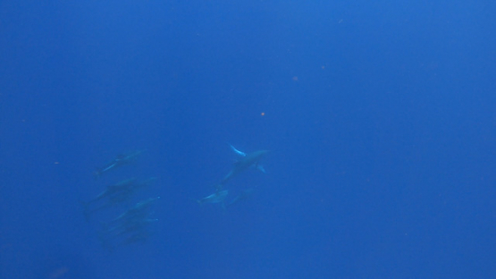 Dolphins swimming in the ocean, Steno bredanensis and Tursiops truncatus together, Moorea