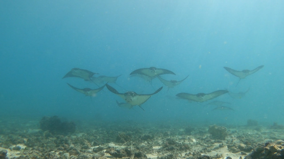 Moorea, group of eagle rays in the lagoon, swimming close towards the camera