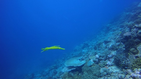 New Caledonia, couple of yellow trompet fishes over the reef drop, Aulostomus chinensis