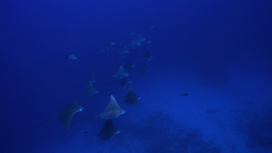 New Caledonia, groups of spotted eagle rays swimming along the coral reef