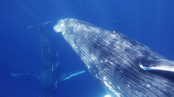 New Caledonia, Group of Humpback whales socializing