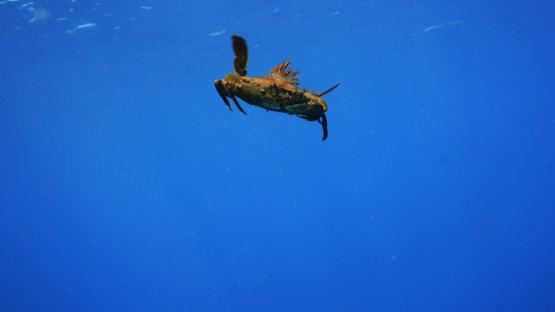 New Caledonia, Swimming crab in the ocean, Portunidae
