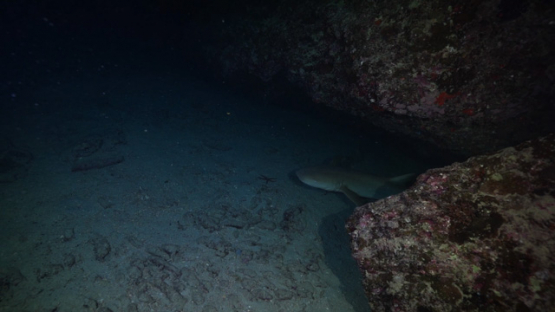 New Caledonia, Nurse shark filmed at night, Nebrius ferrugineus, slow motion 