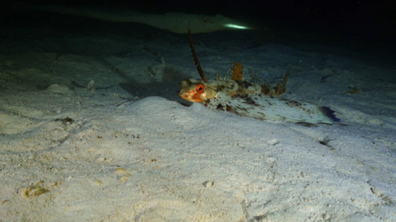 New Caledonia, Helmet gurnard at night on the sand bottom, Dactyloptena orientalis
