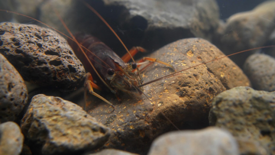 Freshwater shrimp shot in aquarium,  Palaemonidae Macrobrachyum Lar, 4K UHD