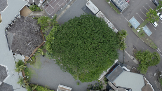 Papeete aerial drone view, top view of the banian of the Culture house, 4K UHD