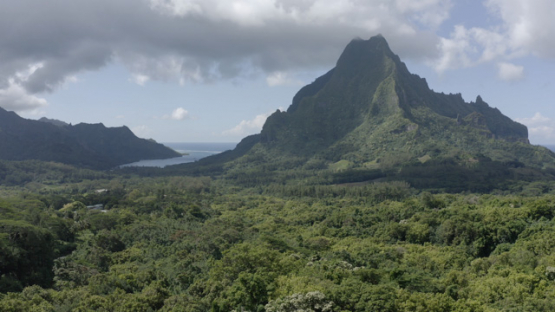 Aerial drone view of Opunohu Bay and Cook s bay, Moorea, french Polynesia, 4K UHD