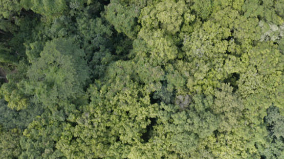 Aerial drone view of tahitian chesnut forest in Opunohu Bay, French Polynesia, 4K UHD