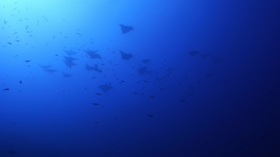 New Caledonia, groups of spotted eagle rays swimming in the deep blue