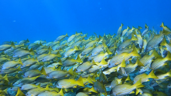 New Caledonia, group of blue lined yellow snappers over the coral reef