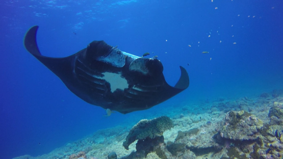 New Caledonia, Manta rays swimming over the reef, slow motion