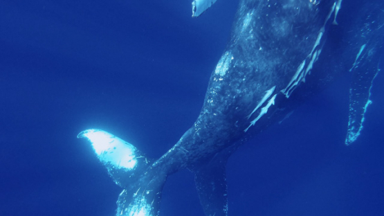 New Caledonia, Group of Humpback whales socializing