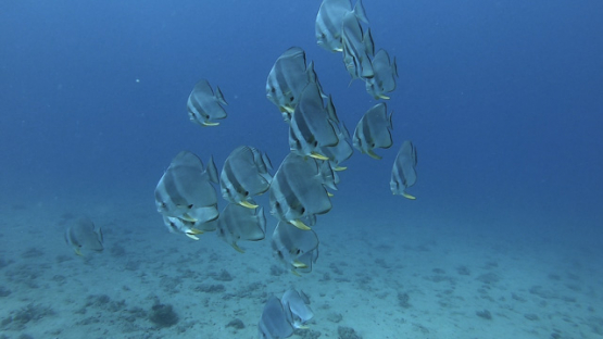 New Caledonia, group of batfish swimming in the blue, slow motion