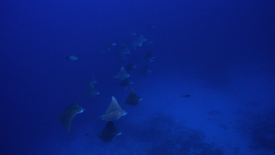 New Caledonia, groups of spotted eagle rays swimming in the deep blue