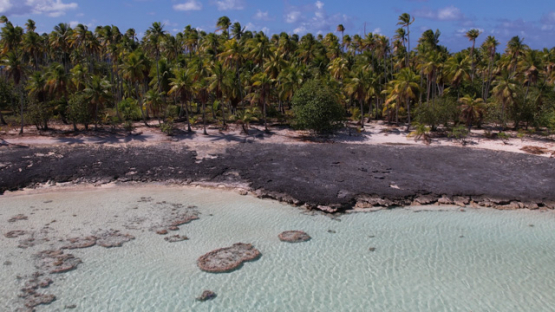 Aerial drone view from the atoll Raroia, above the coconut grove, Tuamotu, 4K UHD