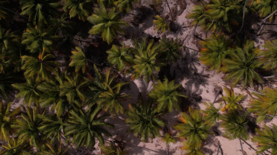 Aerial drone top view of coconut grove, from the atoll Raroia, Tuamotu, french Polynesia, 4K UHD