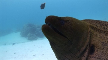 Bora Bora, Moray Eel Swimming Towards the Camera