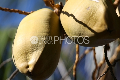 Coconuts, Noix de Coco