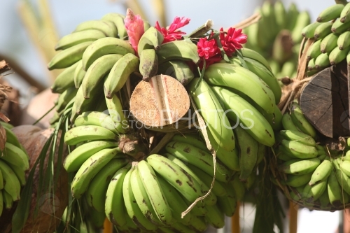 Fruits exposed, Concours de porteurs de fruits