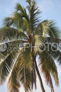 Coconut Tree, Cocotier