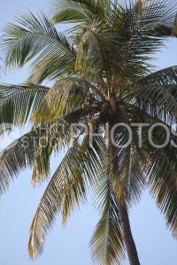 Coconut Tree, Cocotier