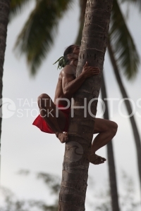 Tahitian climbing on a coconut tree, Polynésien montant sur un cocotier