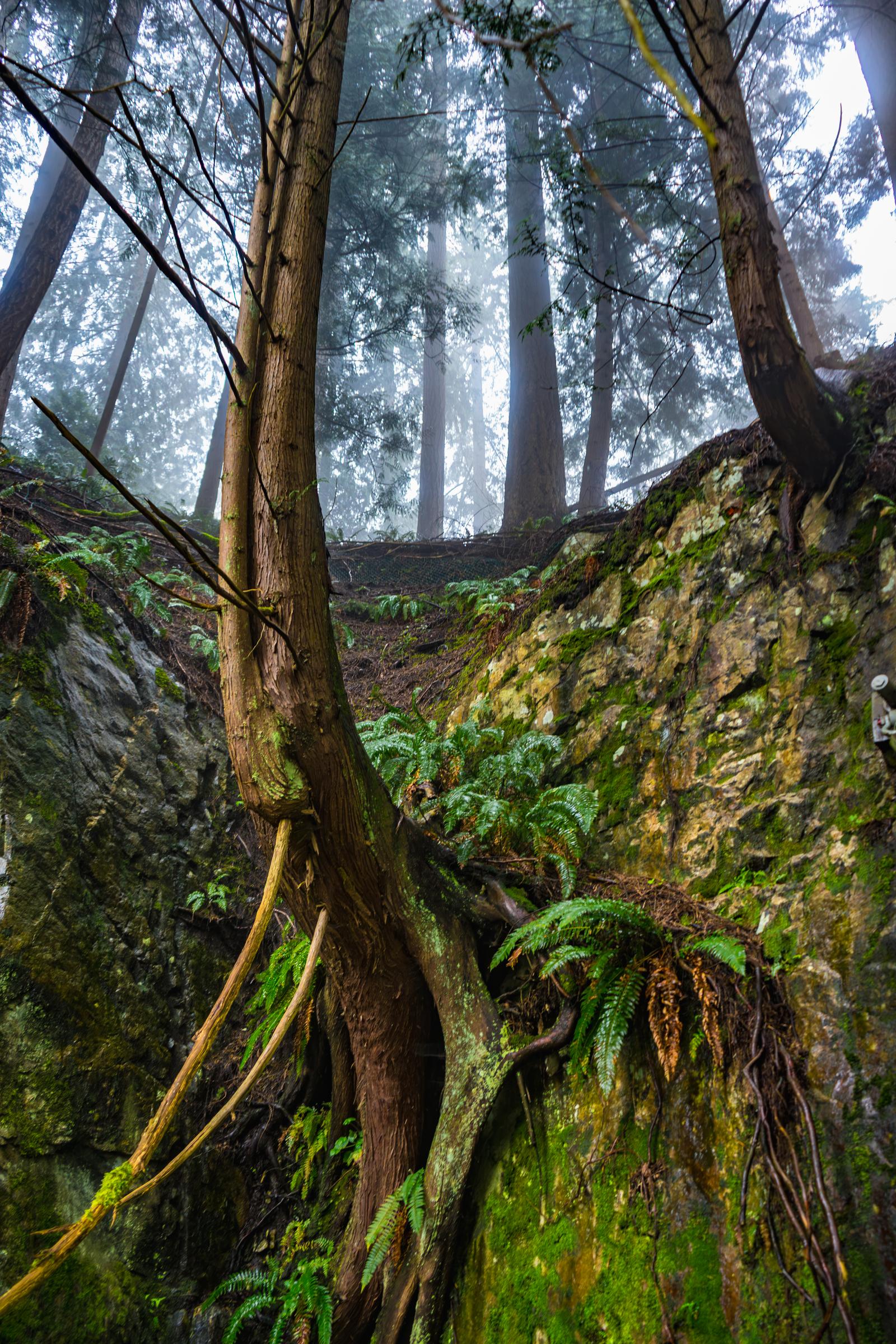 Misty Forest Path Capilano Suspension Bridge British Columbia Canada