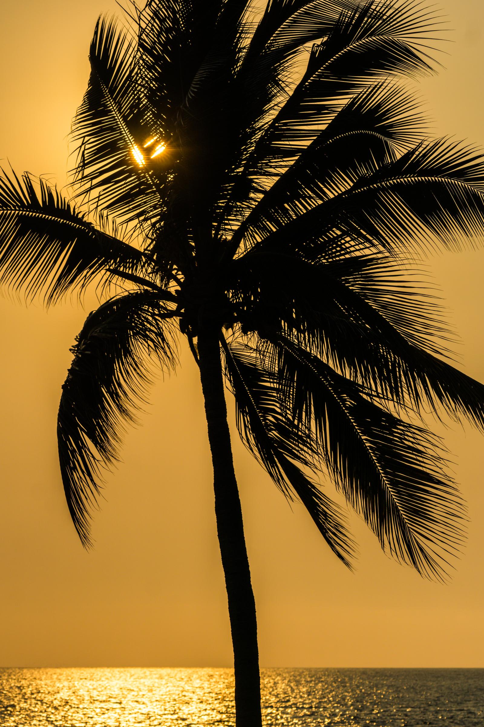 Relaxing Tropic View
